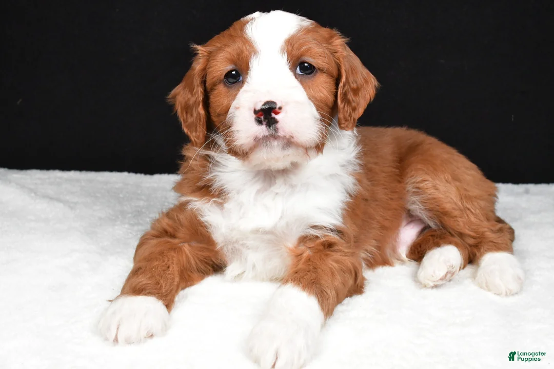 Mini Goldendoodle dogs for sale: Blaze - Ad 7