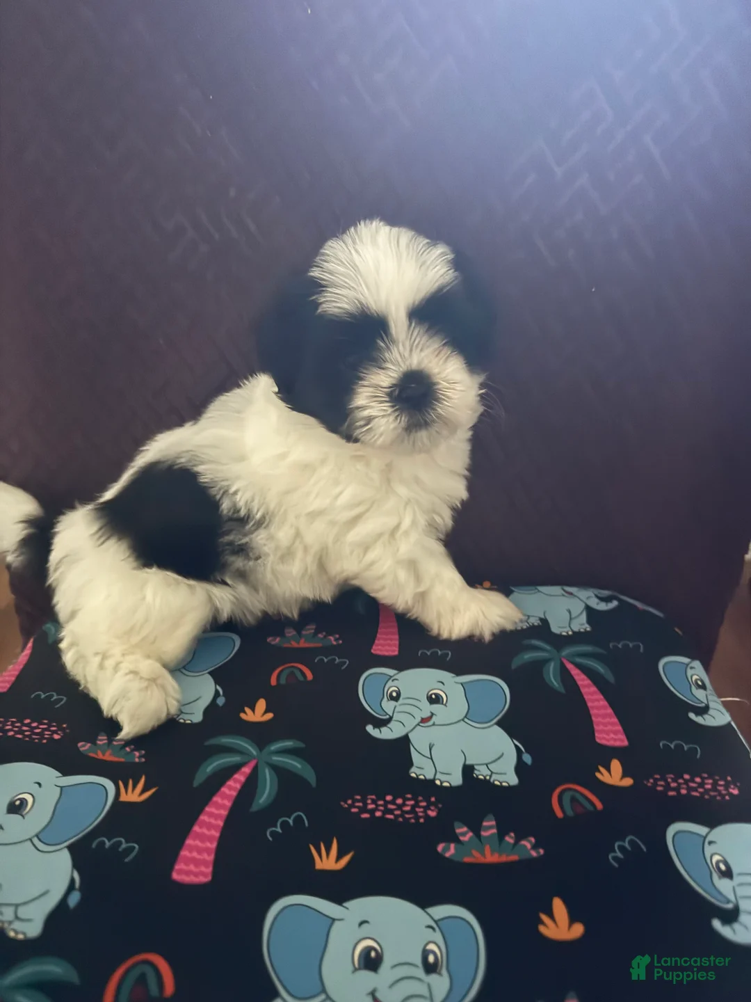 Shih Tzu dogs for sale: Shih Tzu Puppy 1 - Ad 5