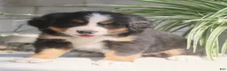 Bernese Mountain Dog dogs for sale: Lexi - Ad 2