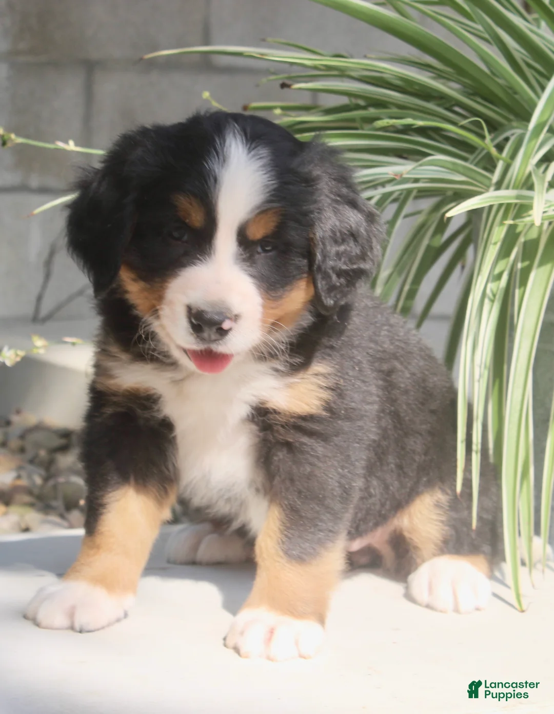 Bernese Mountain Dog dogs for sale: Lexi - Ad 2