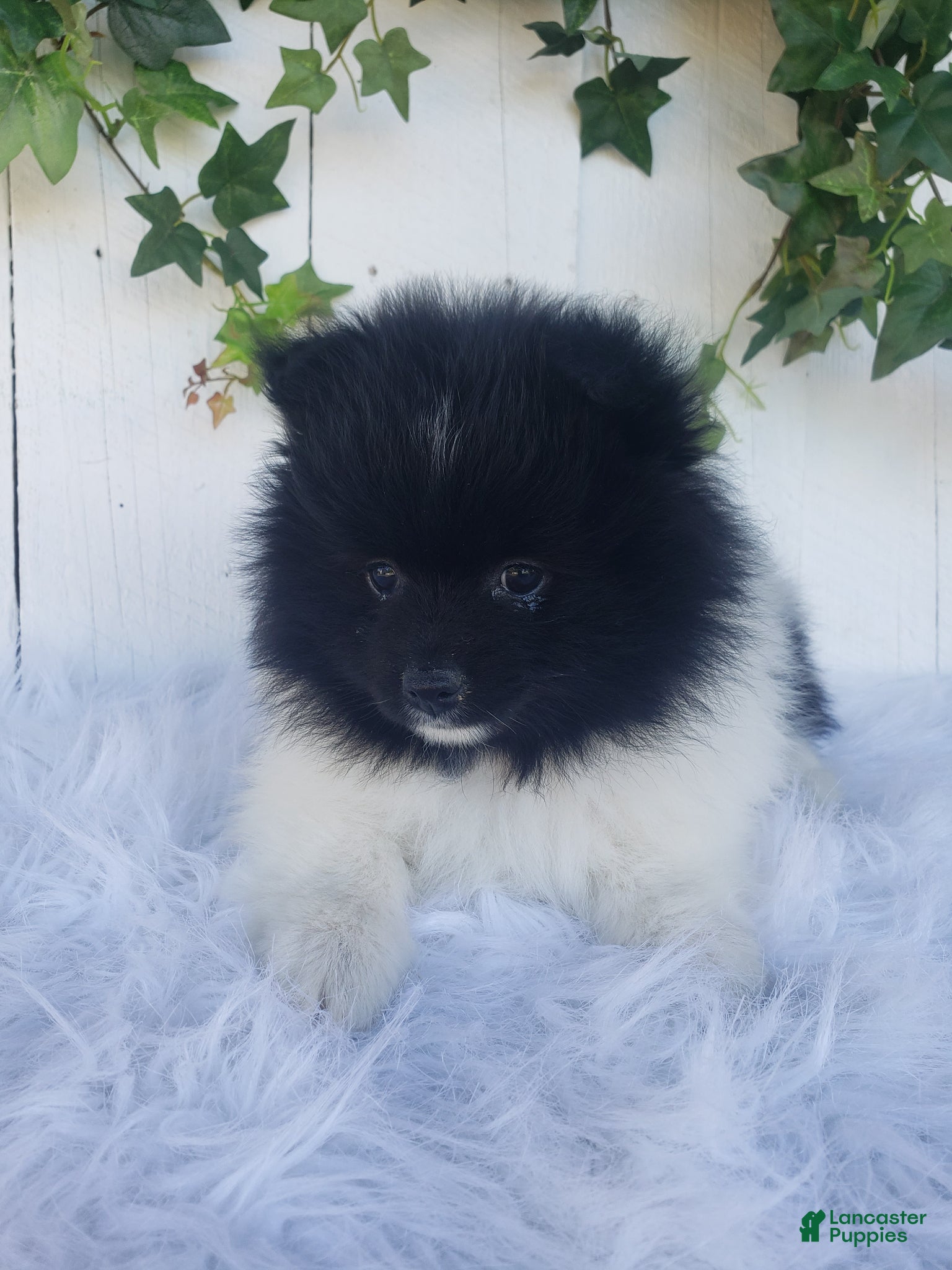 Pomeranian dogs for sale: Teddy  - Ad 6