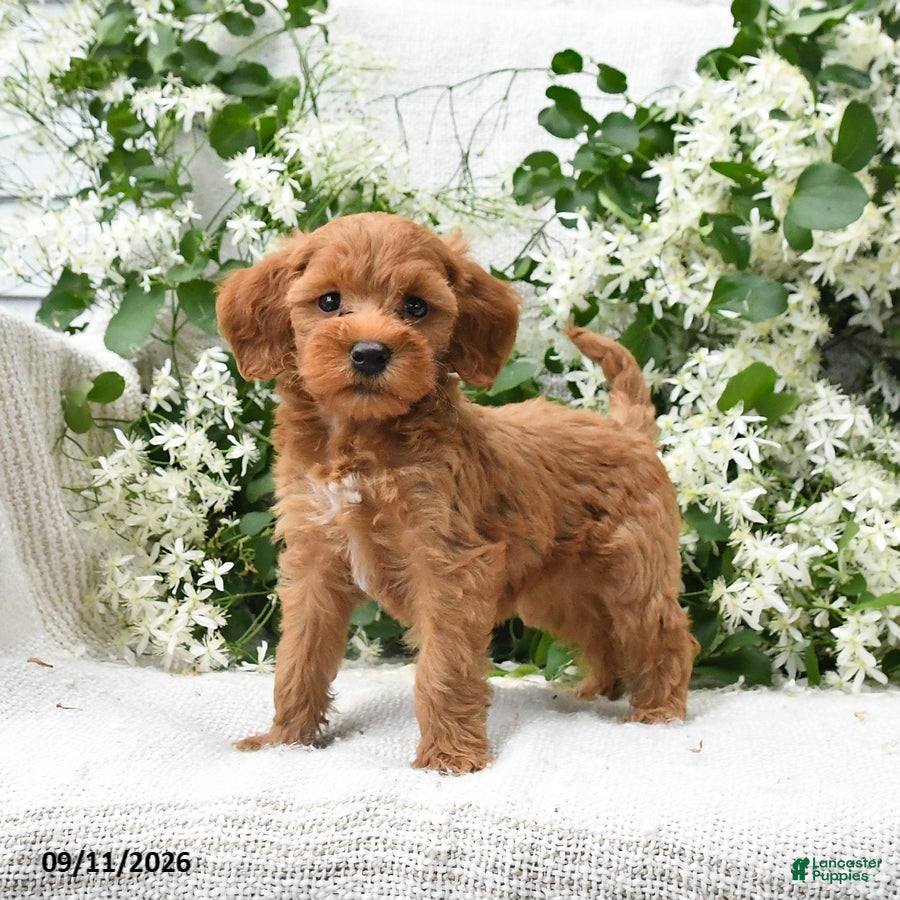 Goldendoodle dogs Julie  - Ad 1