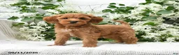 Goldendoodle dogs for sale: Julie  - Ad 1