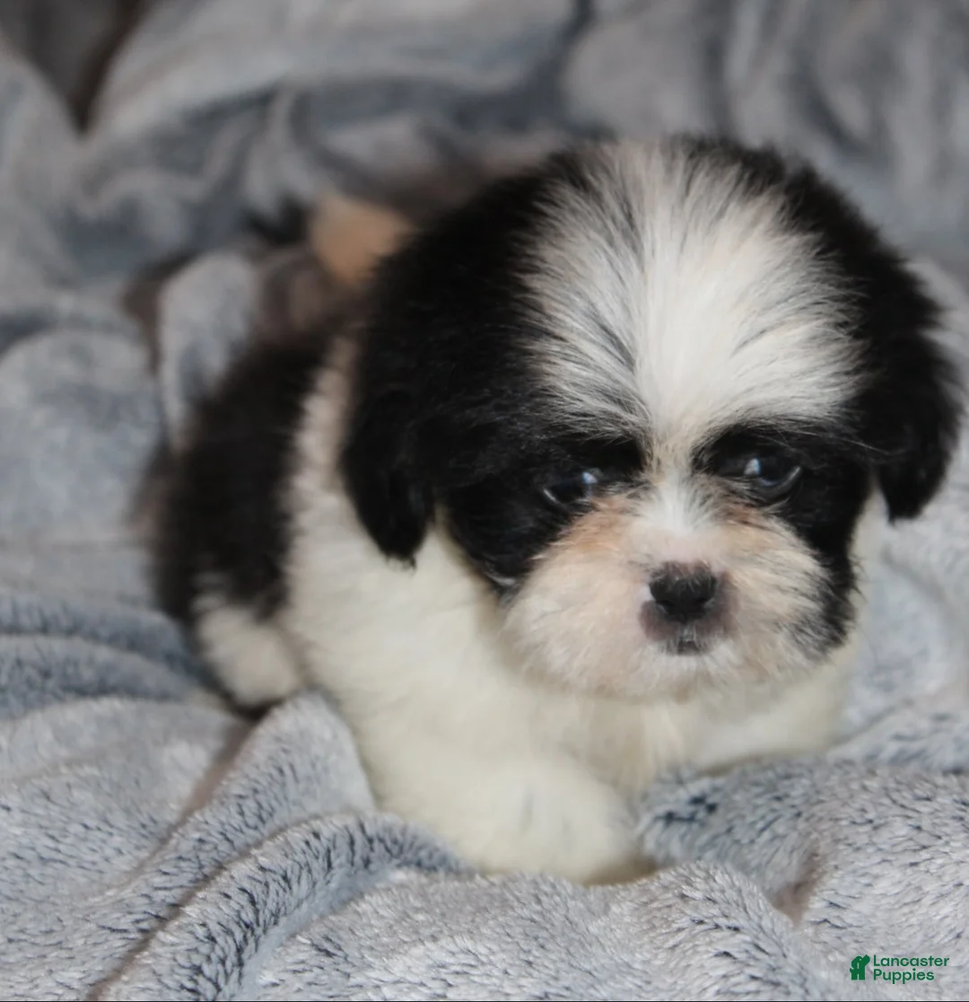 Shih Tzu dogs for sale: Walter - Ad 5
