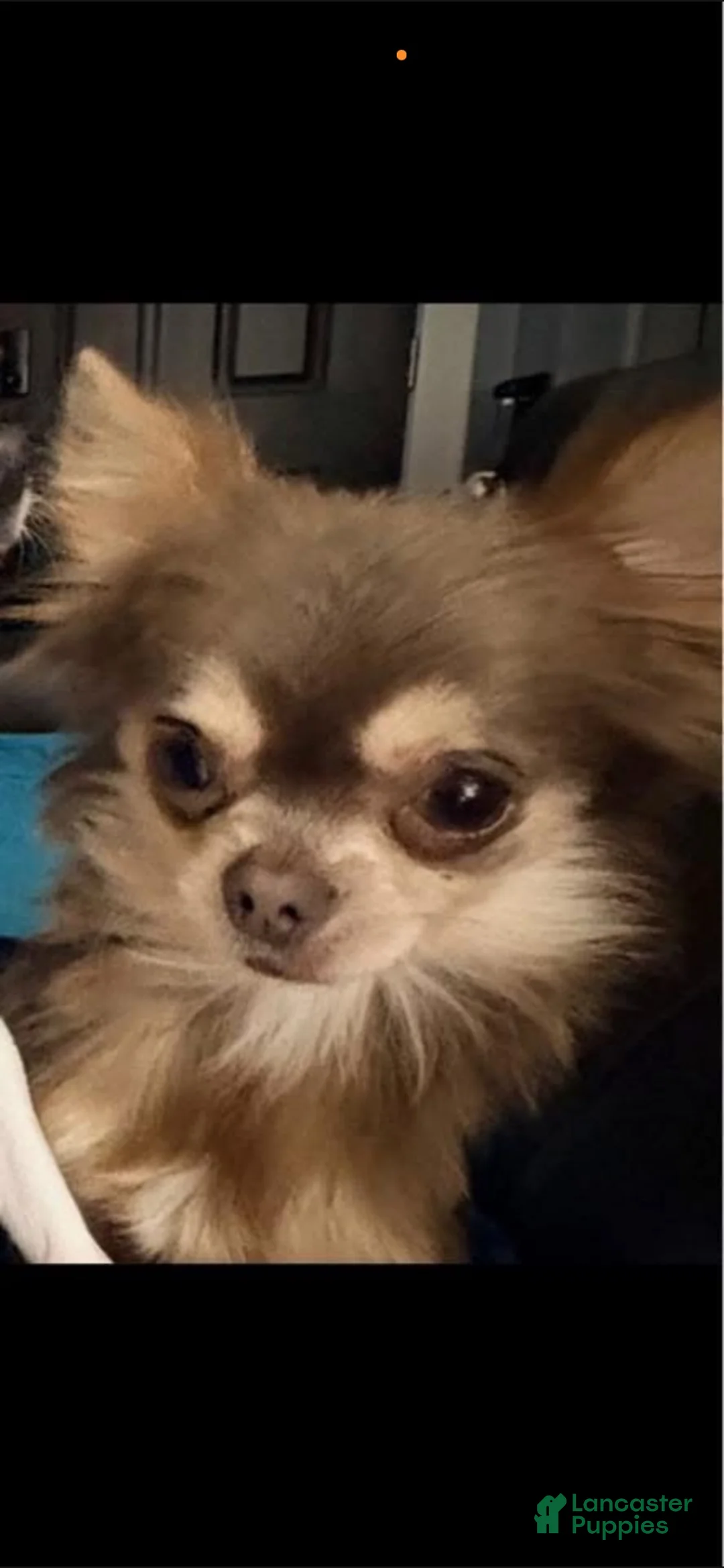 Chihuahua dogs for sale: Pearl  - Ad 3