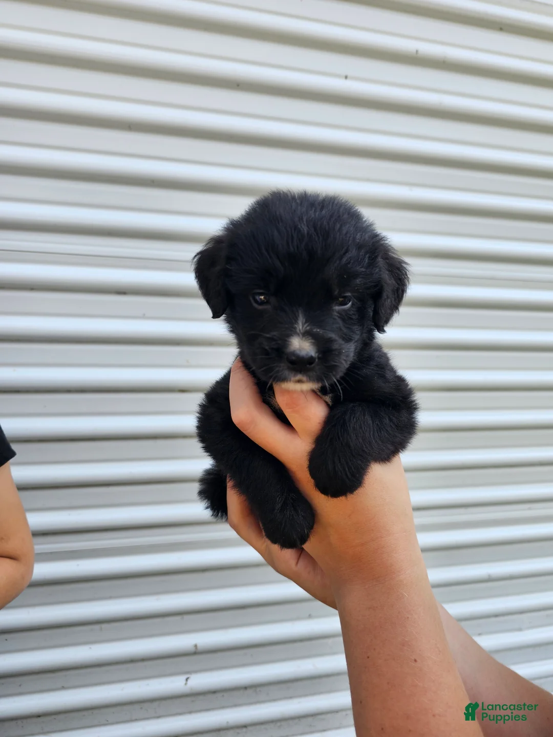 Mixed Breed dogs for sale: Princess Golden Mountain Dog  - Ad 2