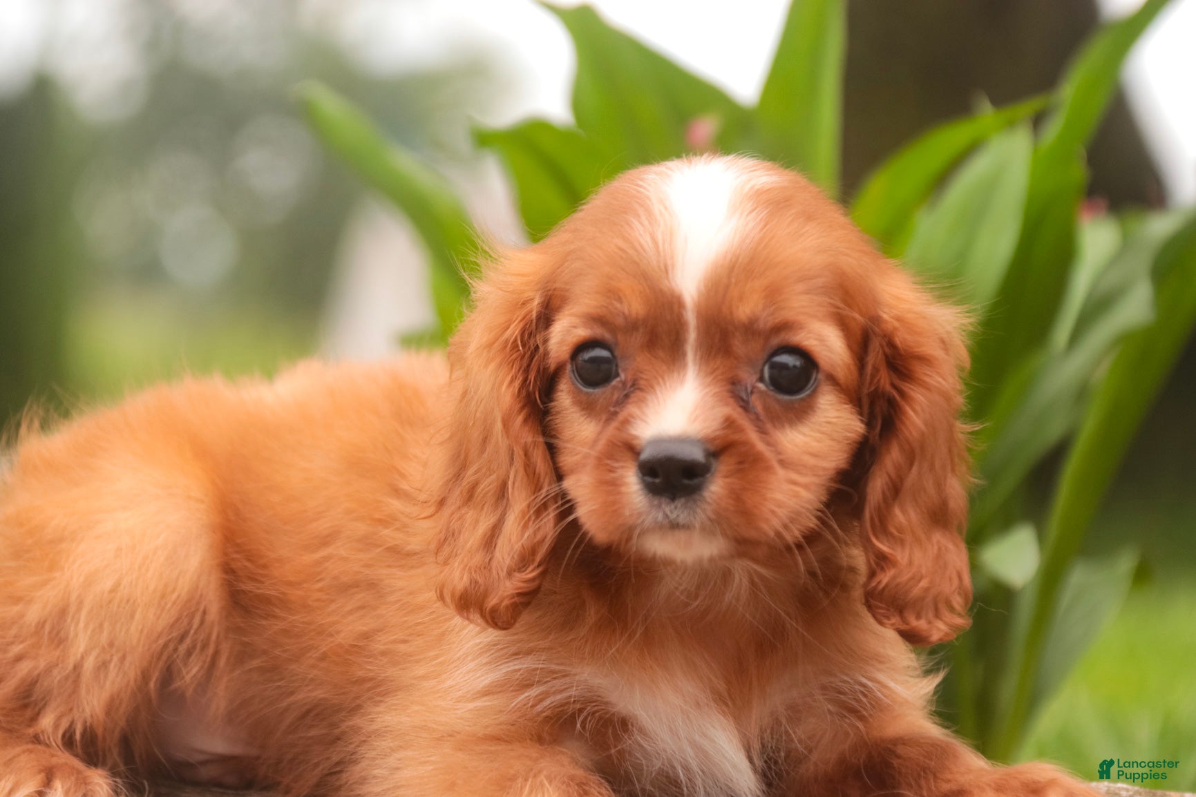 Cavalier King Charles Spaniel dogs Freddy Cavalier King Charles Spaniel  - Ad 2