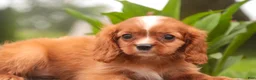 Cavalier King Charles Spaniel dogs for sale: Freddy Cavalier King Charles Spaniel  - Ad 2