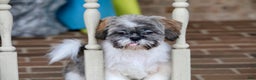 Shih Tzu dogs for sale: Snickers (Neutered) - Ad 2