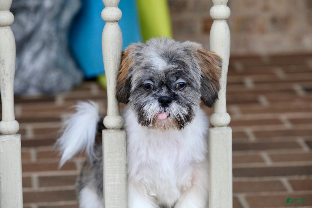 Shih Tzu dogs for sale: Snickers (Neutered) - Ad 2