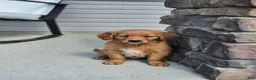 Golden Retriever dogs for sale: Lucy - Ad 8