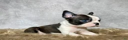 Boston Terrier dogs for sale: Milo  - Ad 6