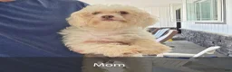 Havanese dogs for sale: Ace - Ad 6