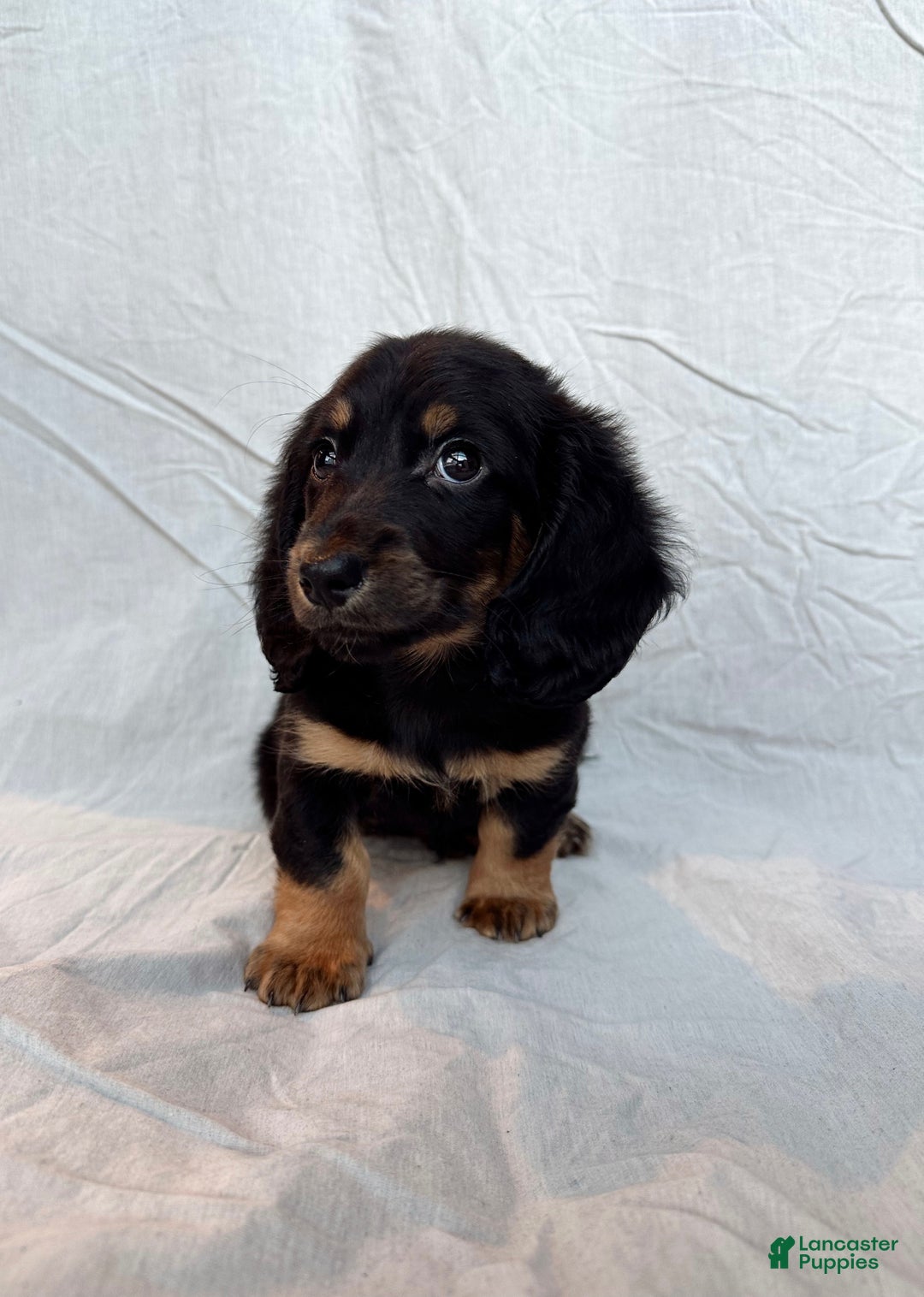 Miniature Dachshund dogs for sale: Dante - Ad 5