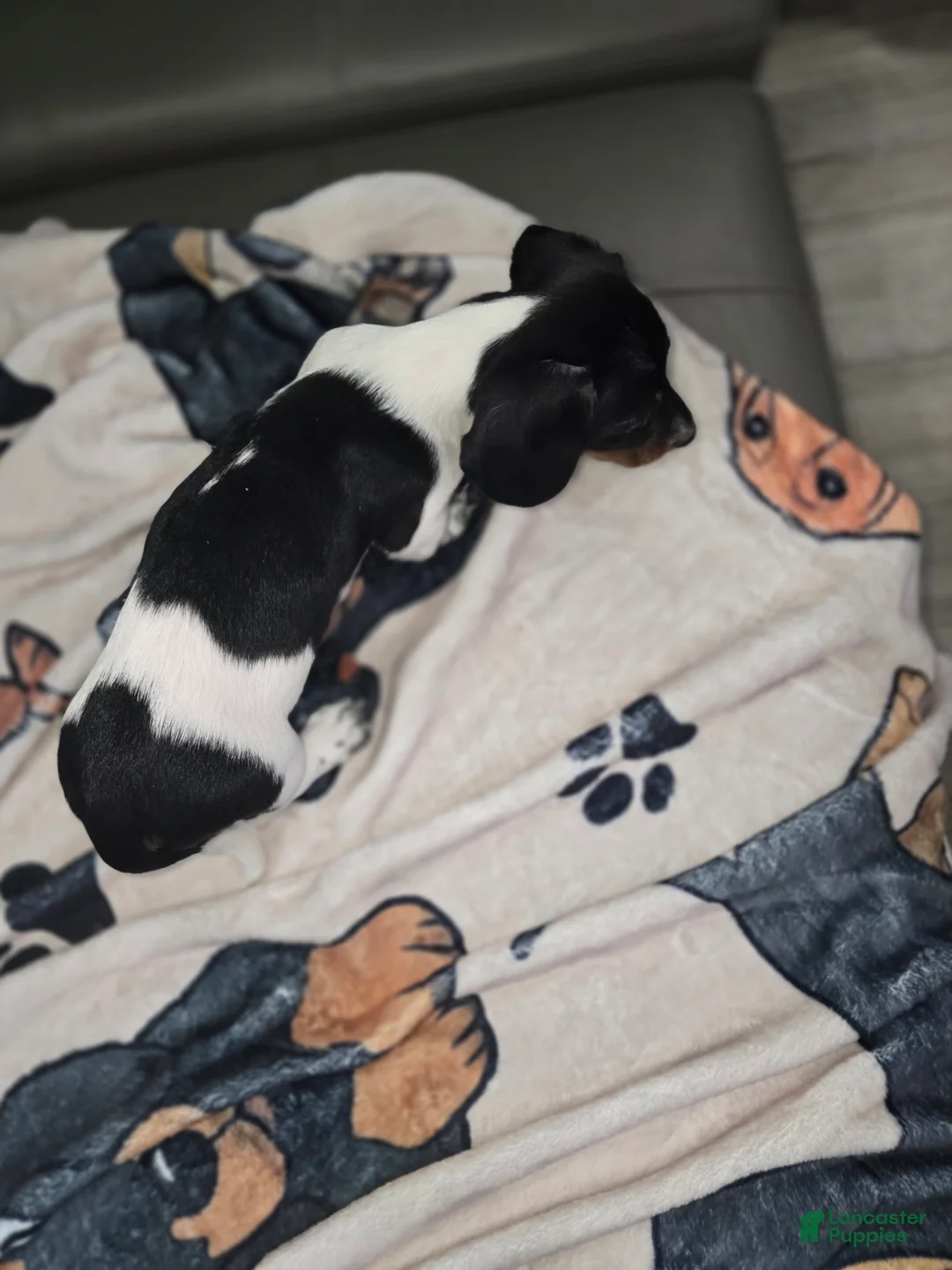 Dachshund dogs for sale: Ryatt - mini - Ad 5