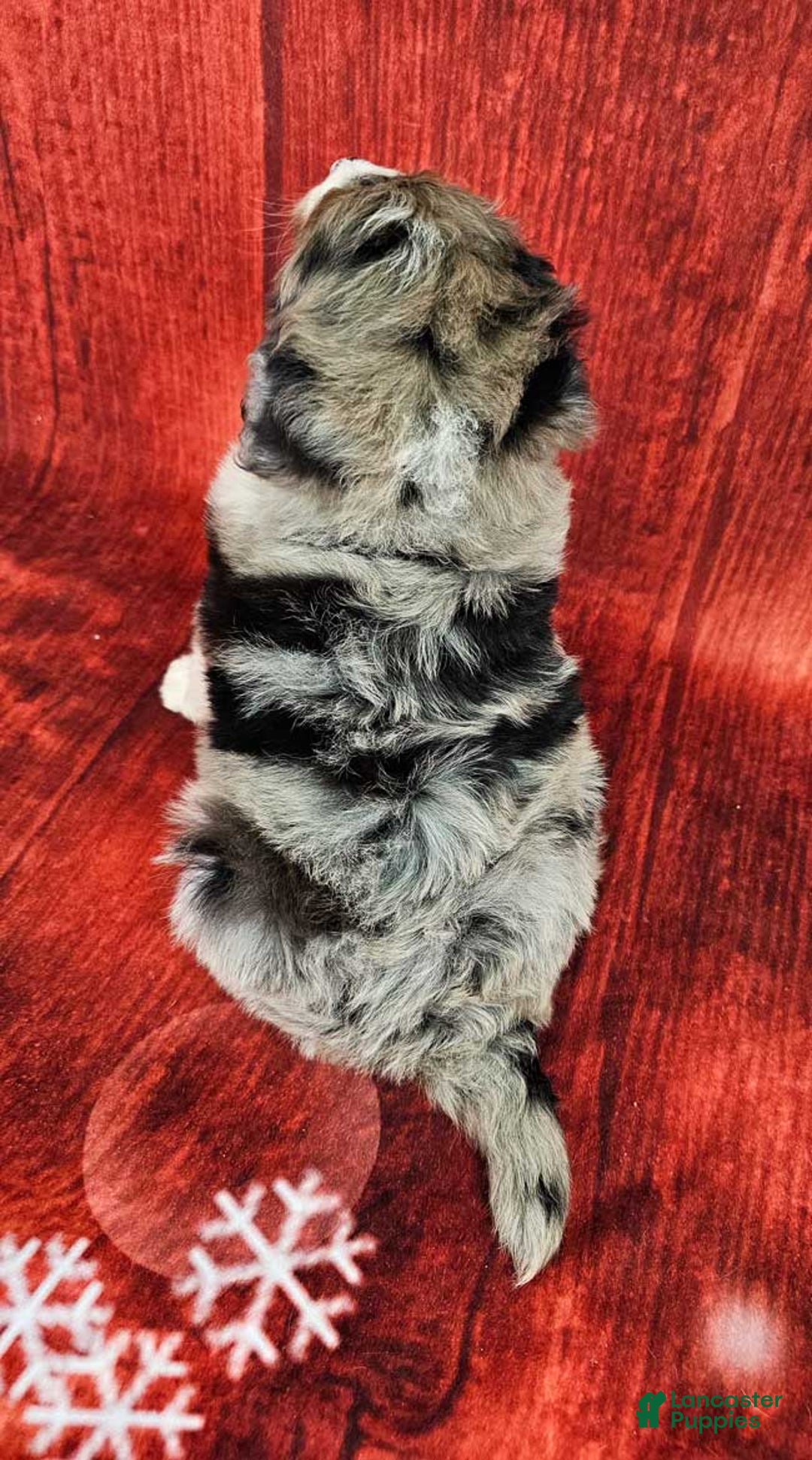 Mini Bernedoodle dogs for sale: Haven - Ad 4