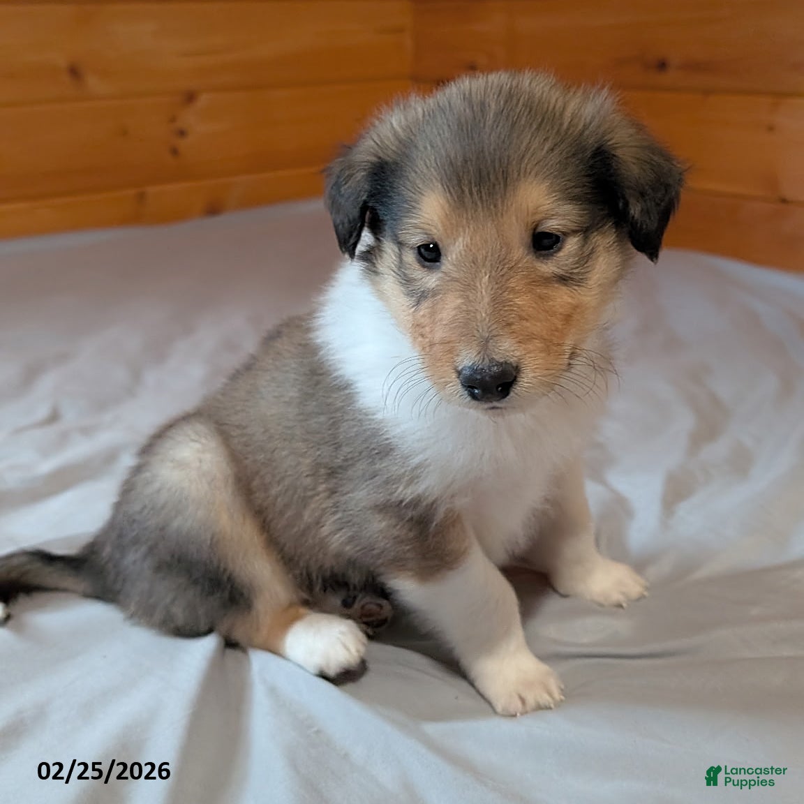 Collie dogs Prince   - Ad 1