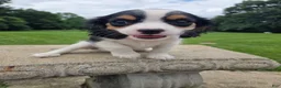 Cavalier King Charles Spaniel dogs for sale: Lily - Ad 8