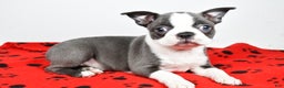 Boston Terrier dogs for sale: Trisha  - Ad 11