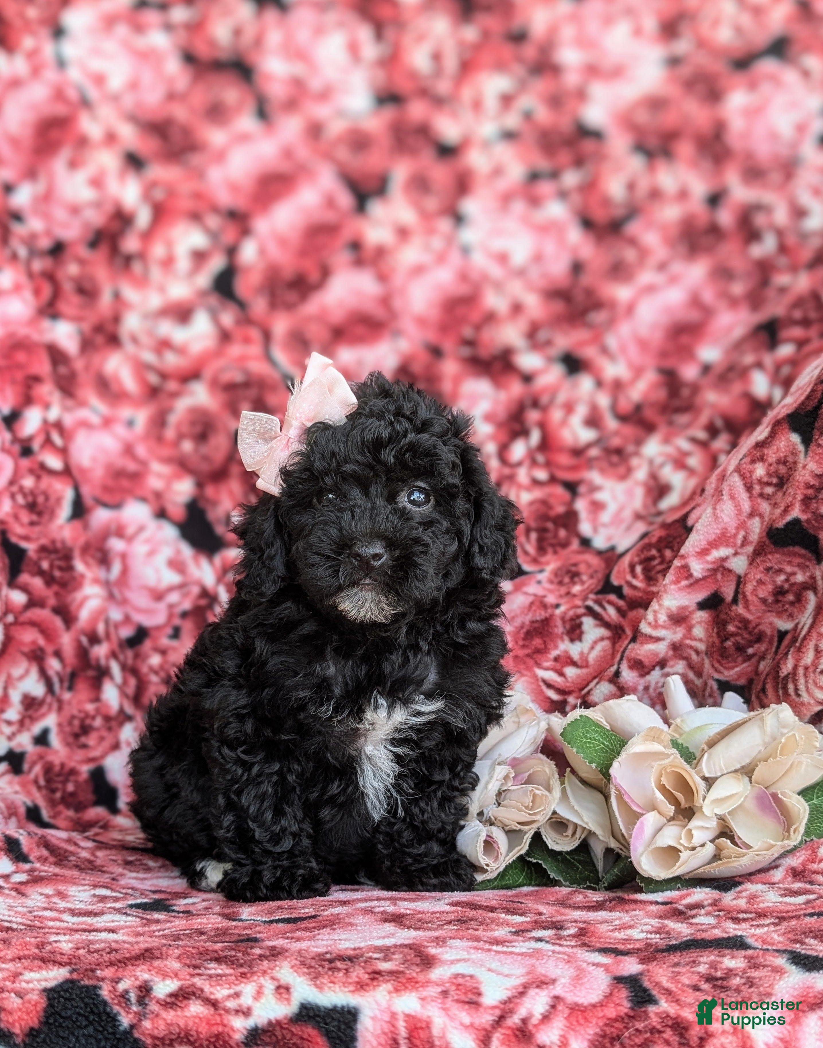 Cavapoo dogs Amanda 7 lbs Full Grown - Ad 2