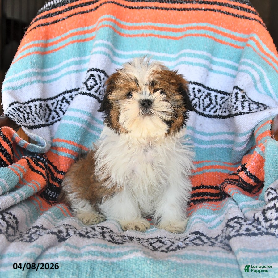 Shih Tzu dogs Teddy - Ad 1