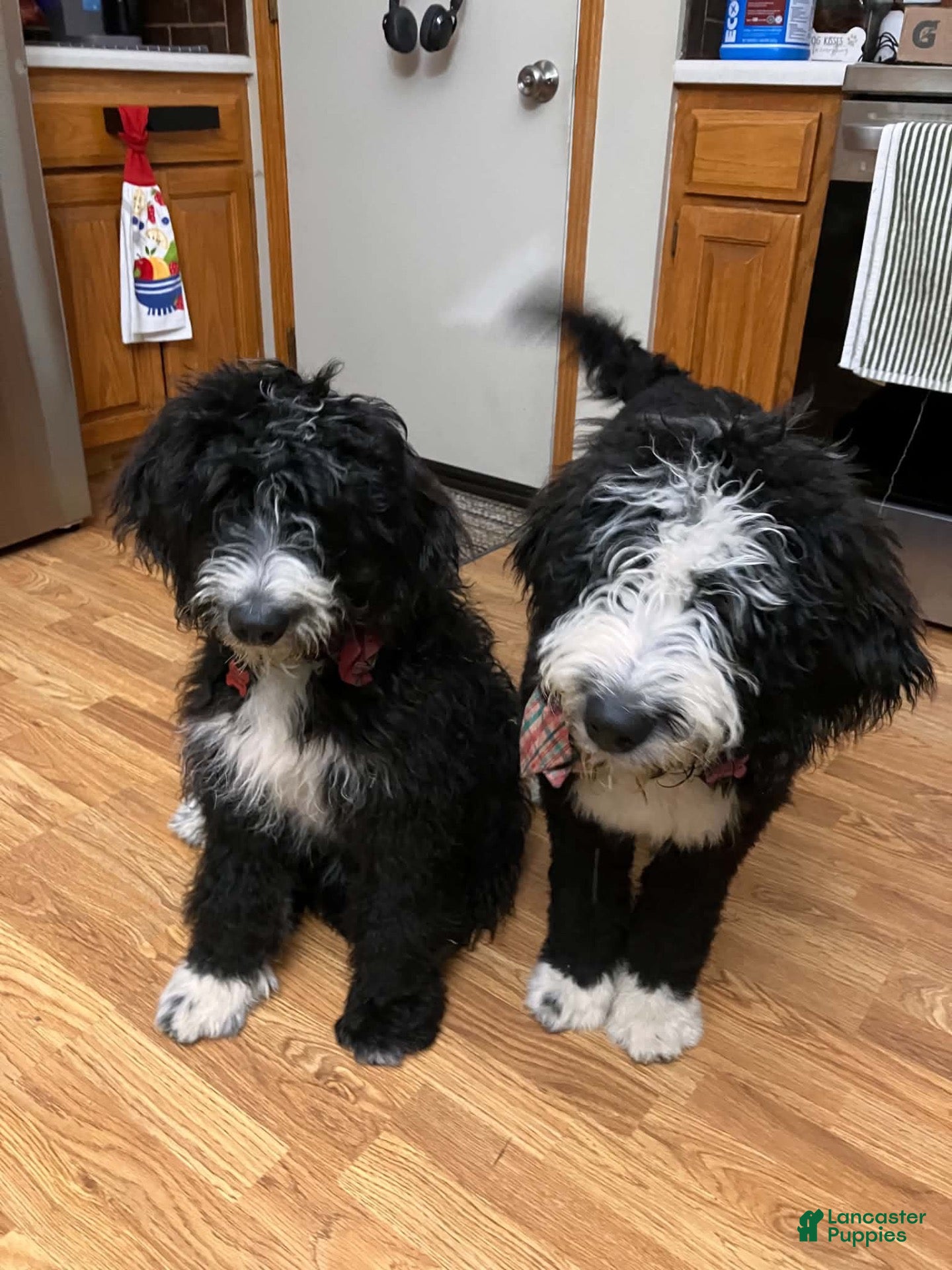 Bernedoodle dogs for sale: Millie - Ad 2