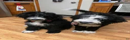 Bernedoodle dogs for sale: Millie - Ad 2