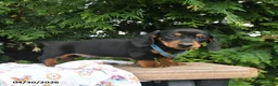 Miniature Dachshund dogs for sale: Lars  - Ad 3