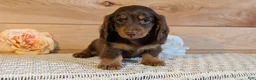 Miniature Dachshund dogs for sale: Hunter - Ad 7