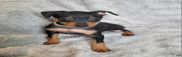 Miniature Pinscher dogs for sale: Paco - Ad 2