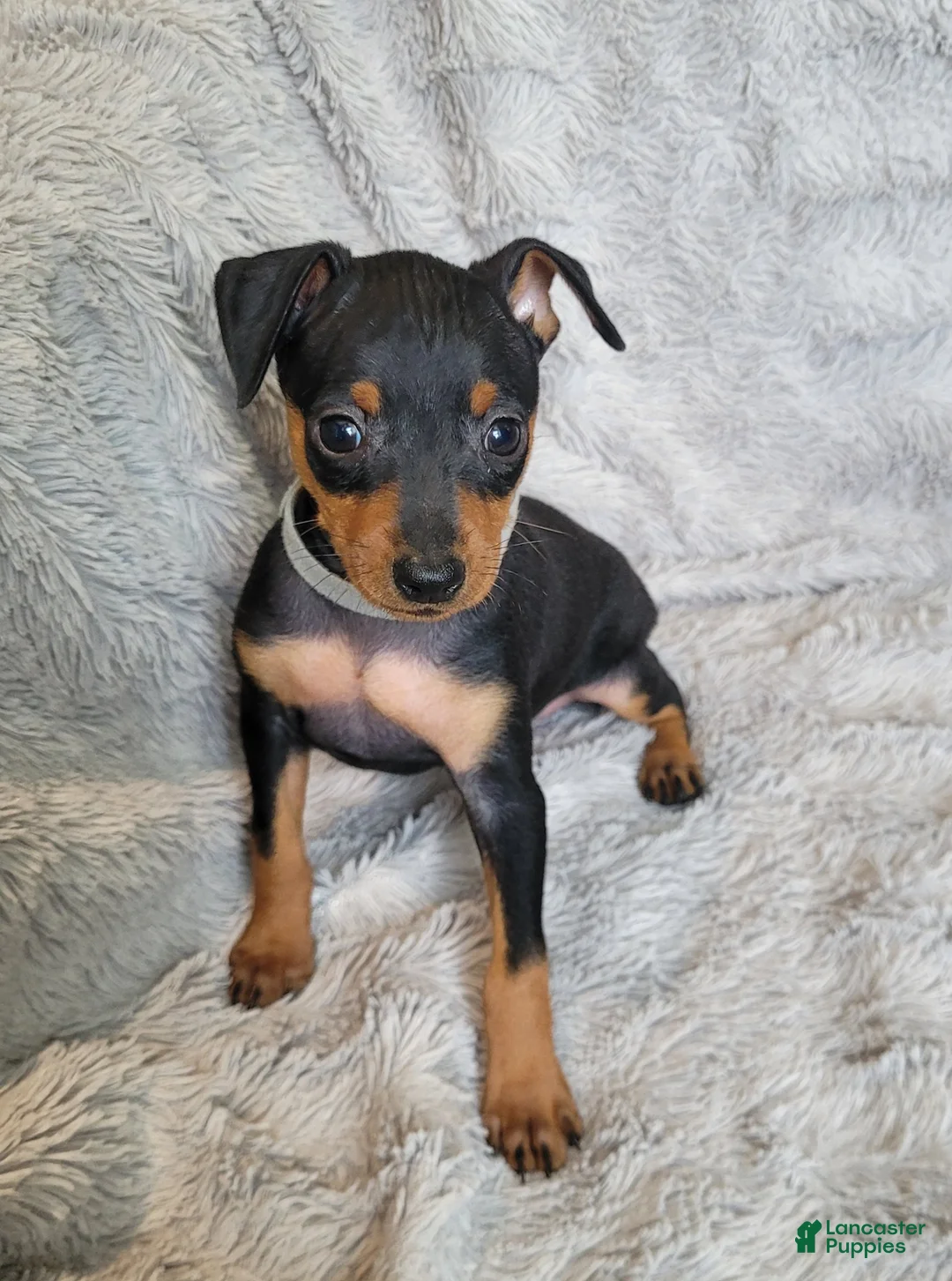 Miniature Pinscher dogs for sale: Paco - Ad 2