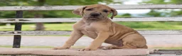 Great Dane dogs for sale: Ginger - Ad 3