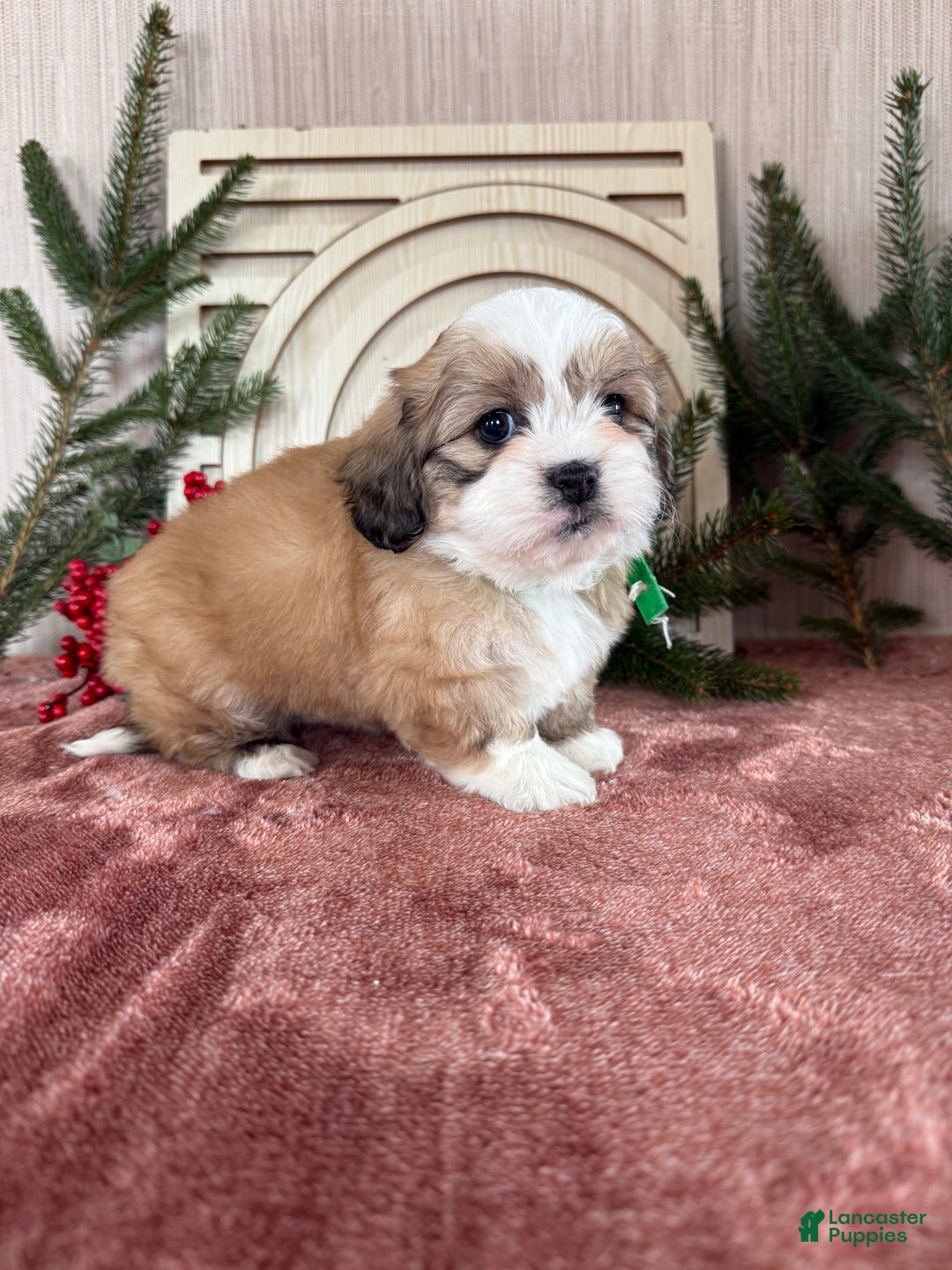 Teddy Bear dogs for sale: Sara - Ad 14