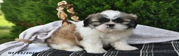 Shih Tzu dogs for sale: Lucky - Ad 4