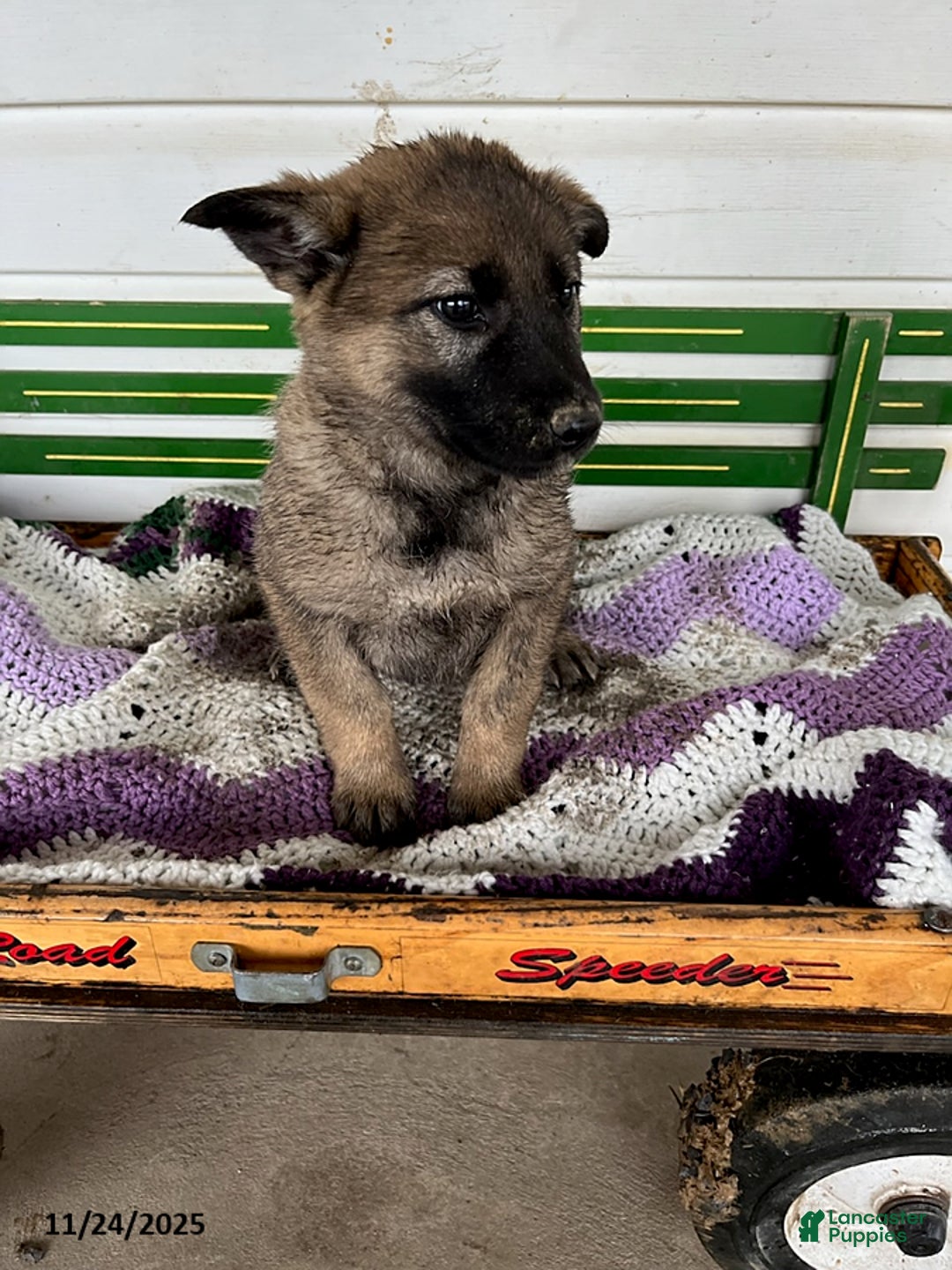 Mixed Breed dogs for sale: Buttercup - Ad 2