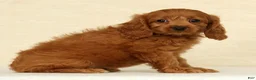 Cockapoo dogs for sale: Autumn - Ad 4
