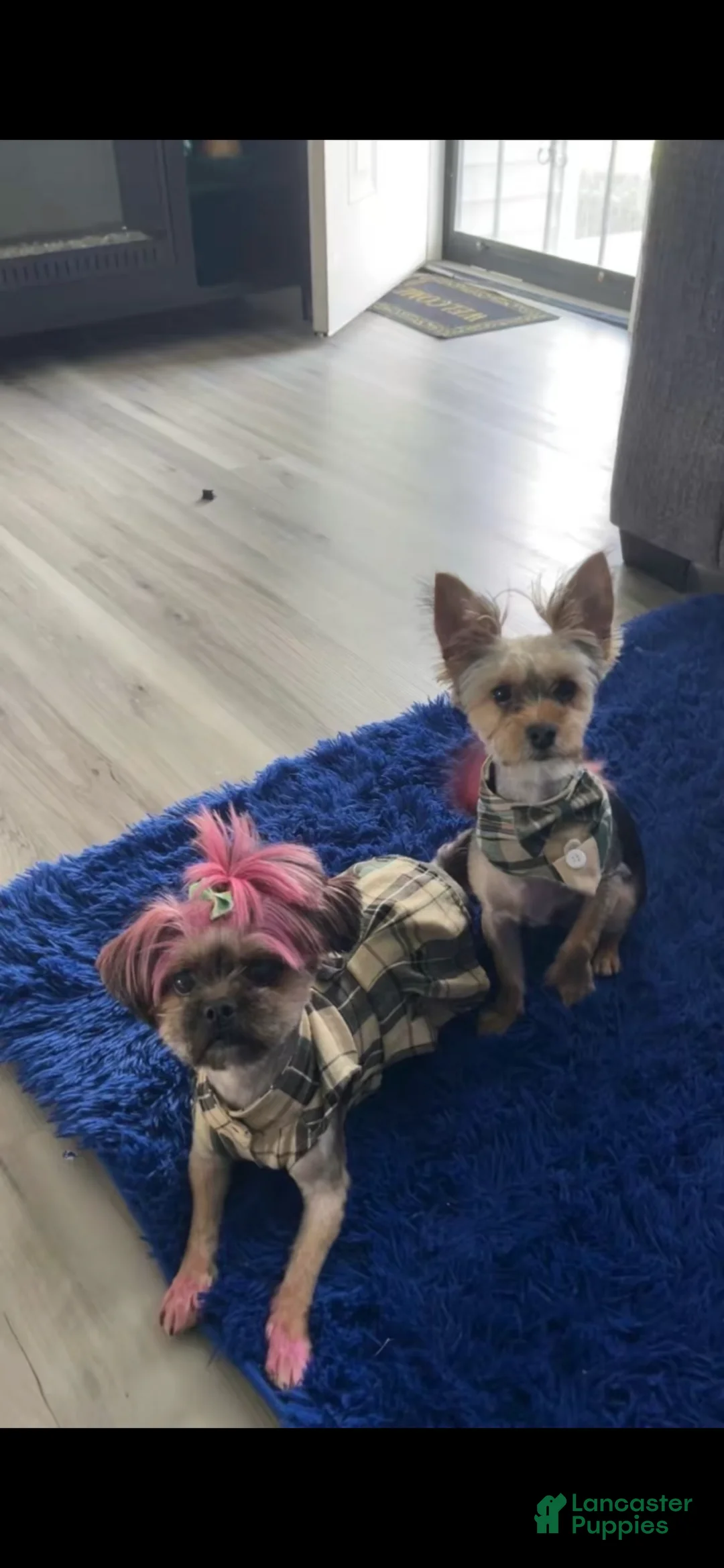 Shorkie dogs for sale: Saint - Ad 2