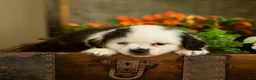 Mixed Breed dogs for sale: Bailey - Ad 1