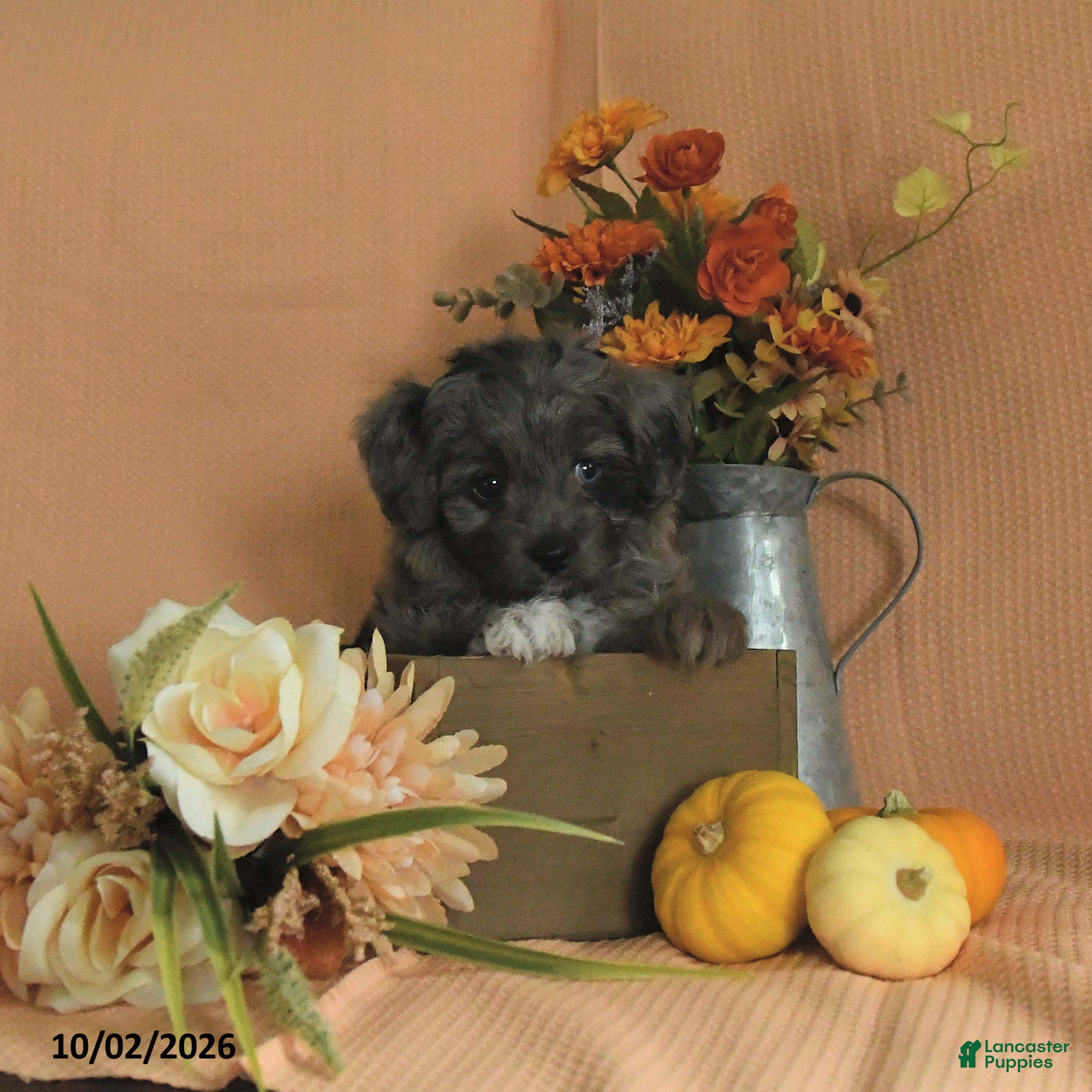 Mini Aussiedoodle dogs Lola - Ad 1