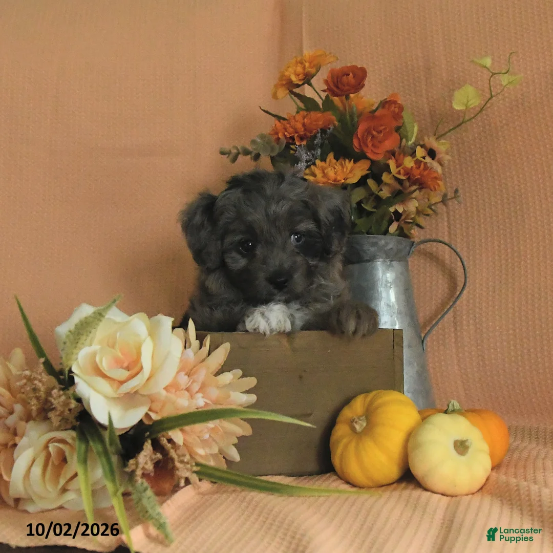 Mini Aussiedoodle dogs for sale: Lola - Ad 1