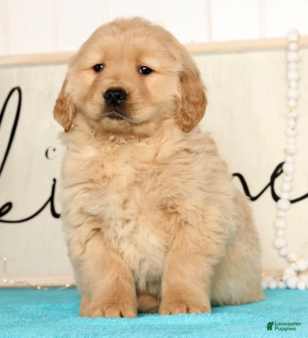 Golden Retriever dogs for sale: Ricky - Ad 2