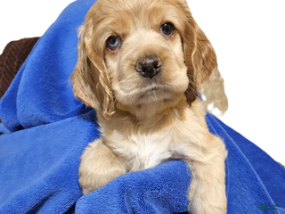 Cocker Spaniel dogs - Ad 17