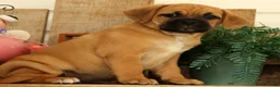 Puggle dogs for sale: Hunter - Ad 5