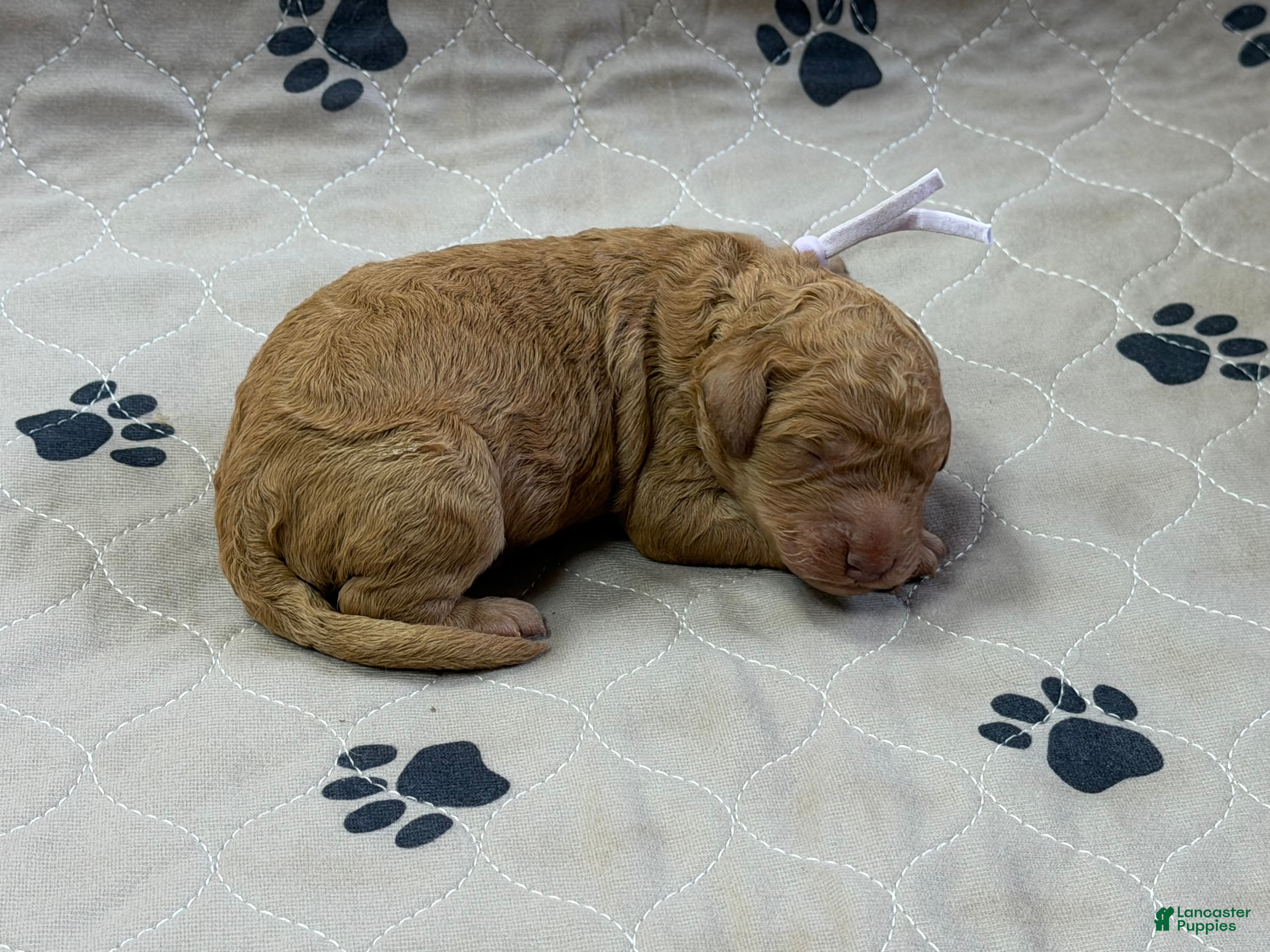 Goldendoodle dogs Plum - Goldendoodle Puppy 6 - Ad 1