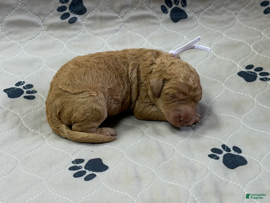 Goldendoodle dogs for sale: Plum - Goldendoodle Puppy 6 - Ad 1