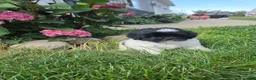 Shihpoo dogs for sale: Vicky - Ad 3