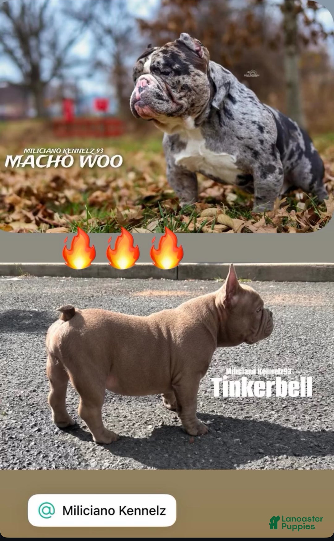 American Bully dogs for sale: American Bully Puppy 8 - Ad 6