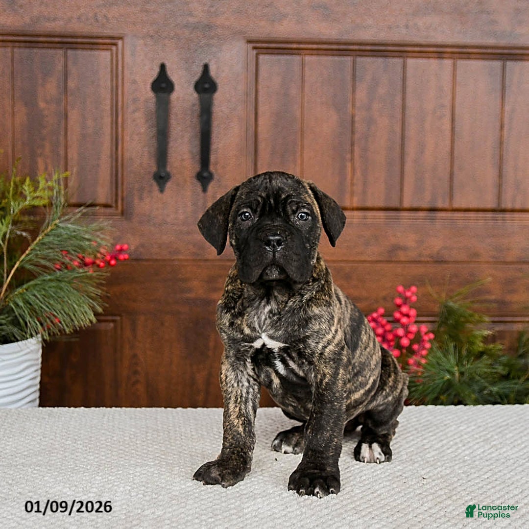 Cane Corso dogs for sale: Tank - Ad 3