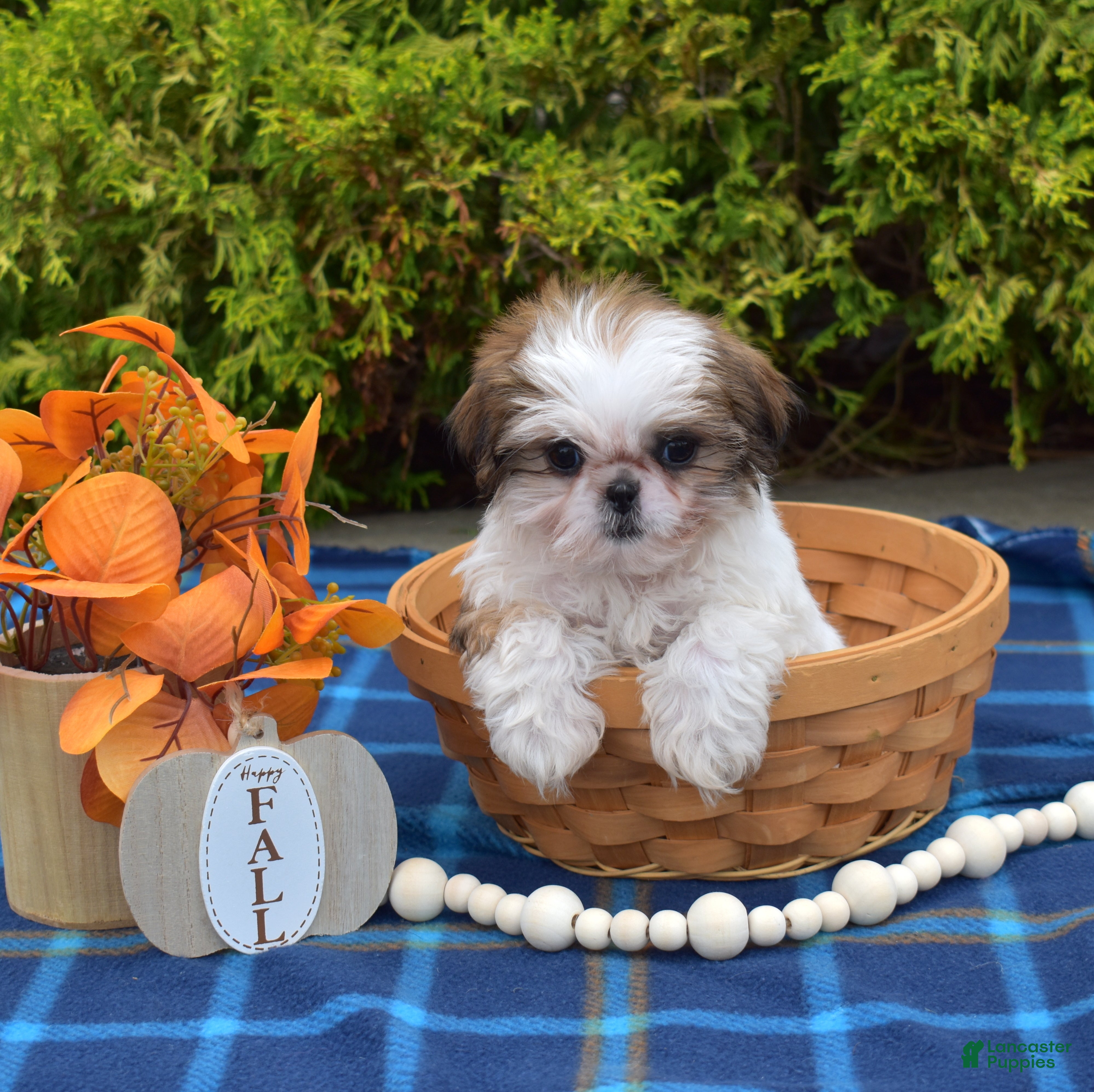Teddy Bear dogs Lilac - Ad 1