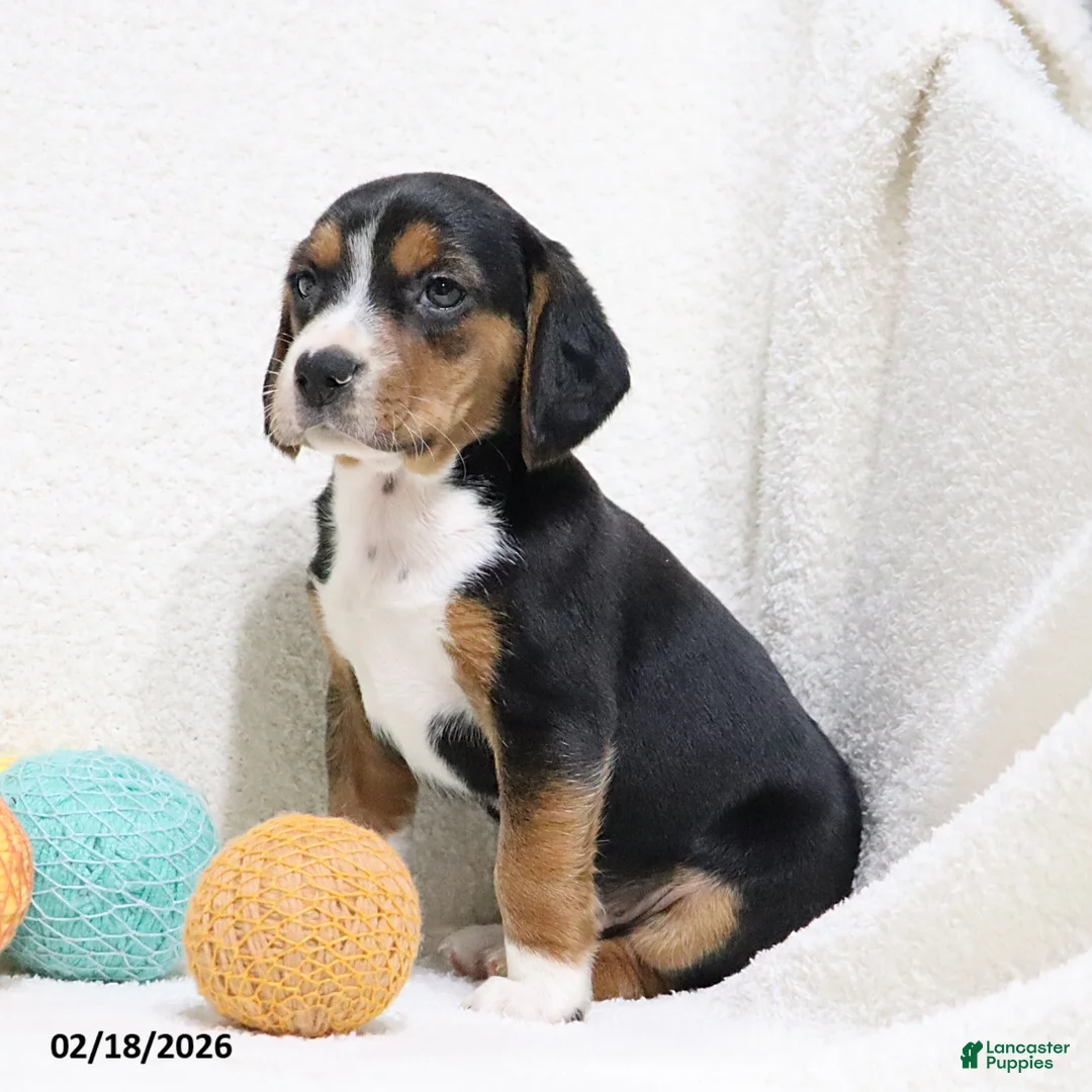 Beagle dogs for sale: Nitro - Ad 7